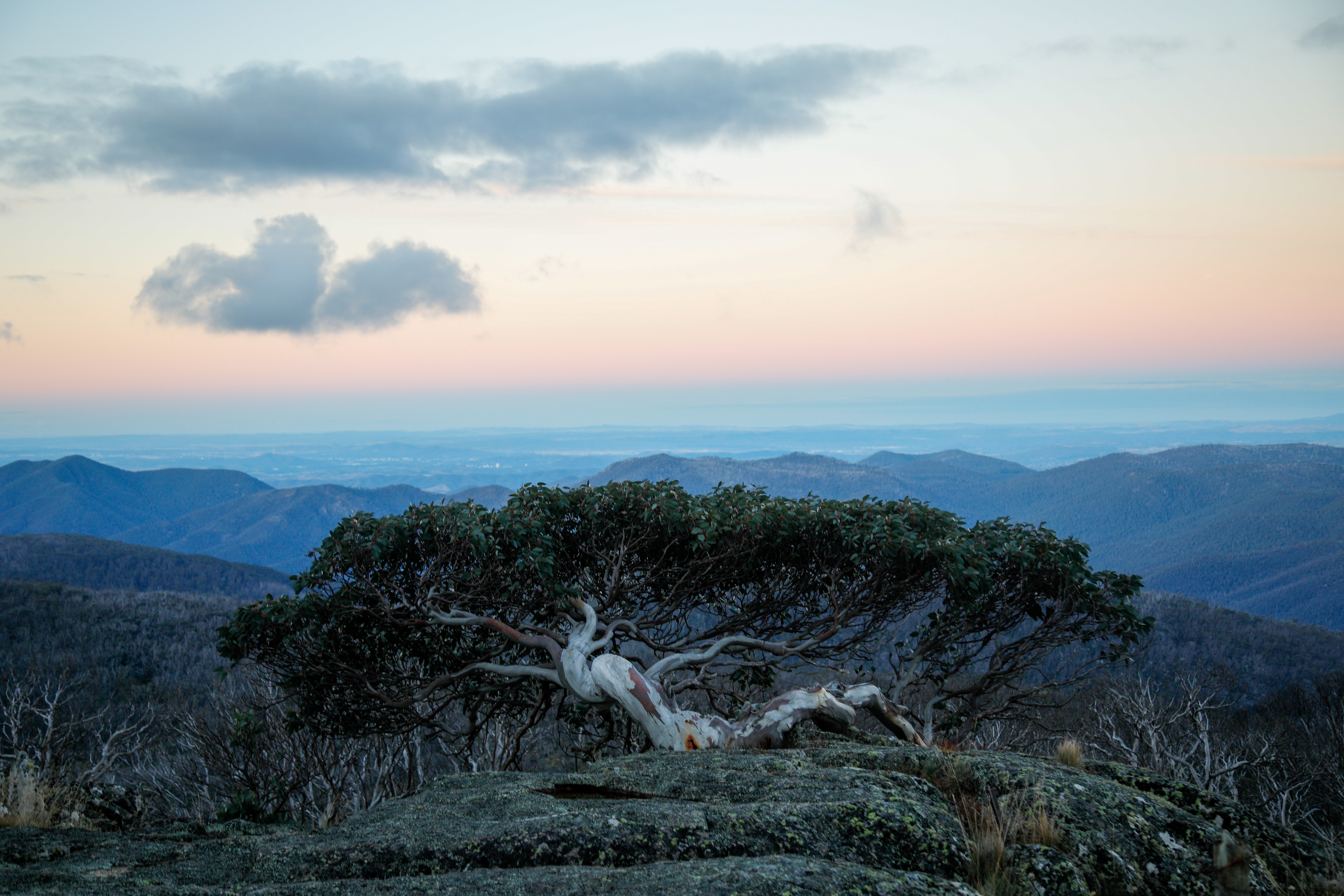 Instagram famous Mt gingera gum tree