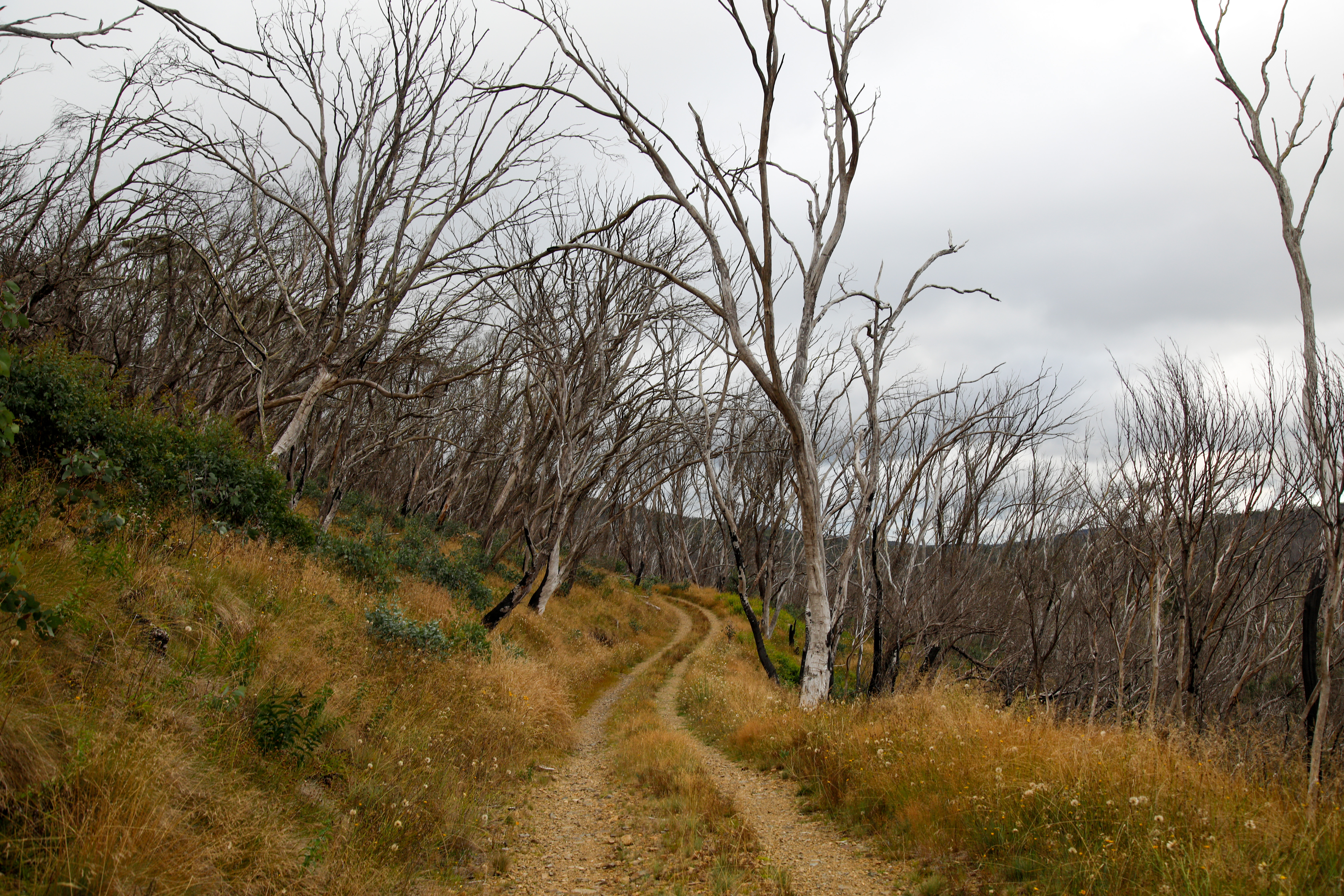 Mt Franklin road - hiking trail towards Mt Gingera